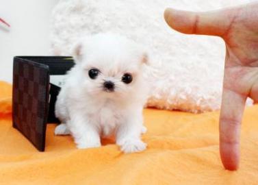Reinrassige MINI Malteser Welpen llkk