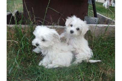 Malteser-Babys aus o�