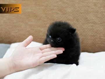Pomeranian-WhatsApp:+491631058457