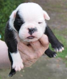 Englische Bulldogge Welpen in beige