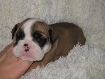 Englische Bulldogge Welpen in beige