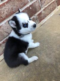 reg Reine Rasse Siberian Husky