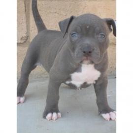American Pitbull Terrier blueline whatsa