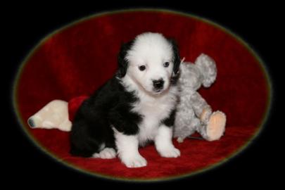 S��e Mini Aussie Welpen
