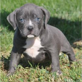 Reinrassige Pitbull Welpen