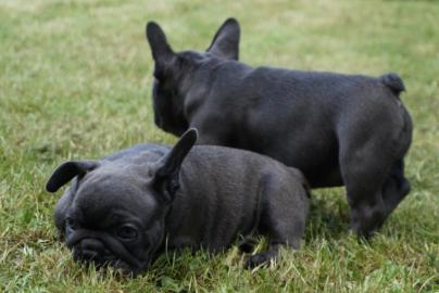 Wundersch�ne Foll Blau Franz�sische Bull