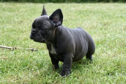 Wundersch�ne Foll Blau Franz�sische Bull