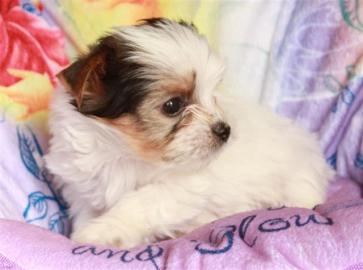 ReinrassigeBiewer Yorkshire Terrier Welp