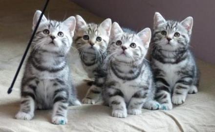 Britisch Kurzhaar K�tzchen Silver-tabby. 