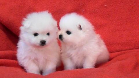 Teetasse Pomeranian Welpen verf�gbar !!!