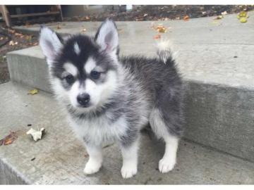 Hochwertiger registrierter Pomsky