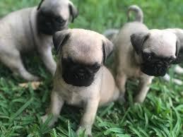 Zuckers??en Mops Welpen zu verkaufen