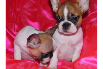 Franz�sische Bulldogge (Welpen)