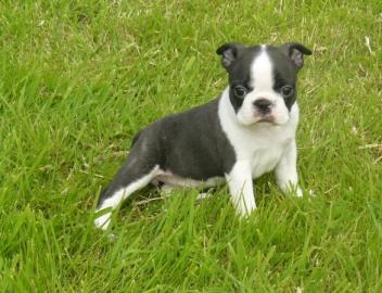Boston Terrier Welpen mit Papieren!
