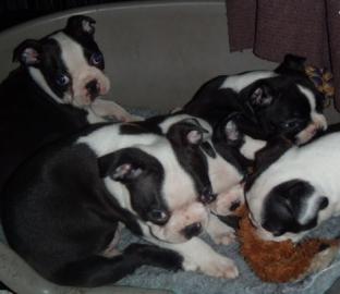 Boston Terrier Welpen mit Papieren!