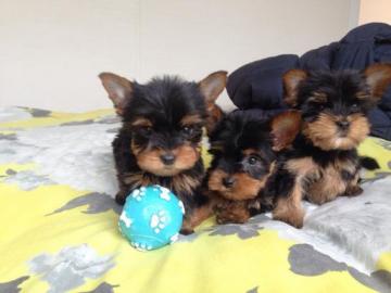 Kleine Yorshire Terrier Welpen mit Papie