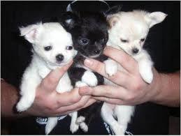 ❤️Chihuahua Welpen &amp