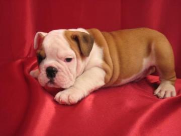 wundersch�ne, gesunde English Bulldog We
