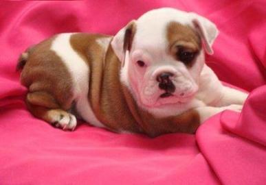 wundersch�ne, gesunde English Bulldog We