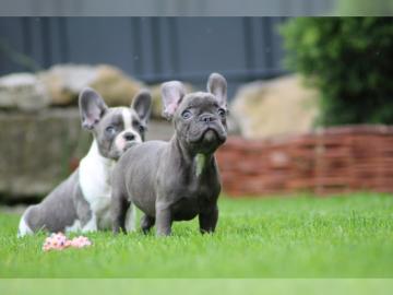 Franz?sische Bulldogge Welpe H?ndin Blau