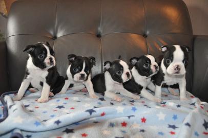 Kc Reg Boston Terrier Show Qualit?t bere