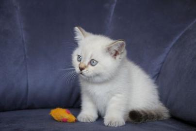 Britisch Kurzhaar mit Zeichen