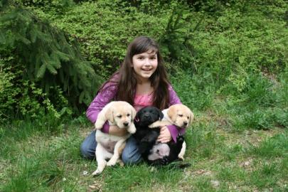 Labrador welpen in blond 10 wochen alt s