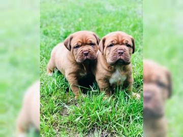 Bordeauxdoggenwelpen H�ndinnen rotmasken