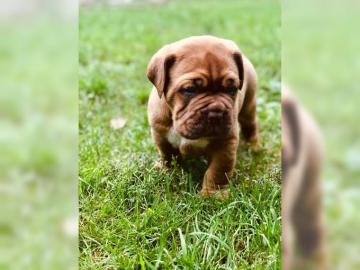 Bordeauxdoggenwelpen H�ndinnen rotmasken