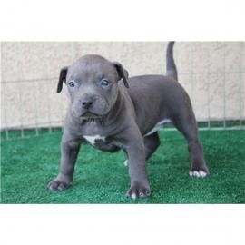 Verkaufe Reinrassigen American Pitbull T