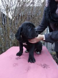 Cane Corso Welpen mit FCI Papieren 300 ?
