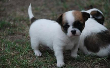 gut ausgebildete Chihuahua Welpen zu ver