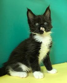 Wundersch�ne Maine-Coon-Katzen abzugeben