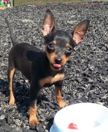 Zwergpinscher-Welpen