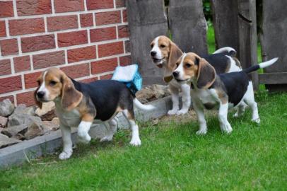 Beaglewelpen Tolle Familienhunde