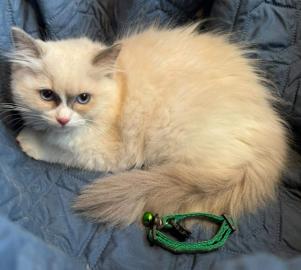 Hausaufgezogene Ragdoll-K�tzchen