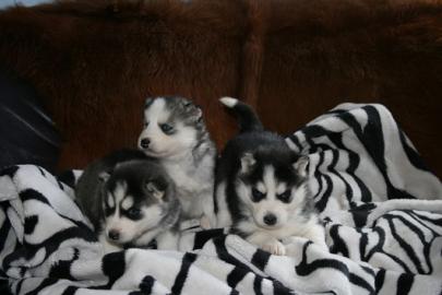 Siberian Sibirien Husky Welpen Reinrassi