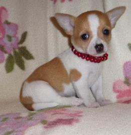 X-Mas MINI MINI Chihuahua Preis: 150