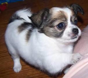 X-Mas MINI MINI Chihuahua Preis: 150