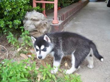 reinrassige Siberian Husky Welpen