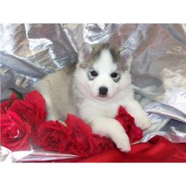 reinrassige Siberian Husky Welpen
