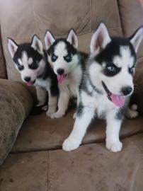 Sibirische Husky-Welpen suchen ein liebe