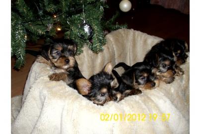 Zuckers��e Mini - Yorkshire - Terrier