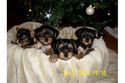 Zuckers��e Mini - Yorkshire - Terrier