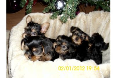 Zuckers��e Mini - Yorkshire - Terrier