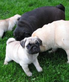 MOPS WELPEN SUPER SCH�N, GESUND