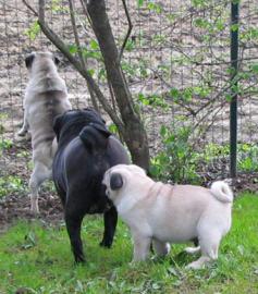 MOPS WELPEN SUPER SCH�N, GESUND