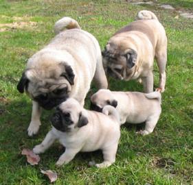 MOPS WELPEN SUPER SCH�N, GESUND