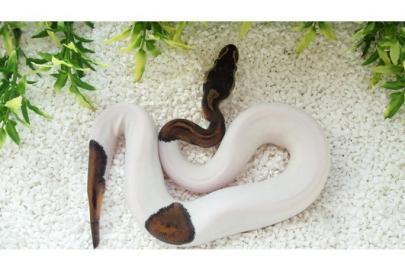 Herausragende Paar Albino und scheckig B