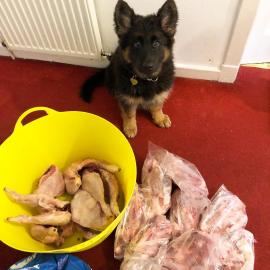 Deutscher Sch�ferhund Welpen zu verkauf